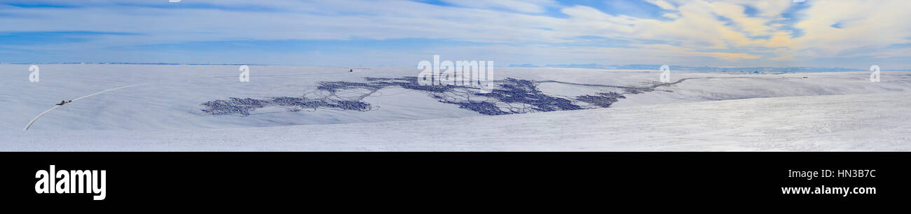 Groenlandese buoi muschiati mandria e le vie attraverso la neve fresca sulle colline di Jameson Land Foto Stock