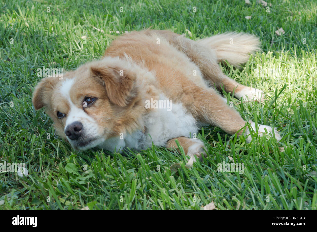 Rilassante il cane Foto Stock