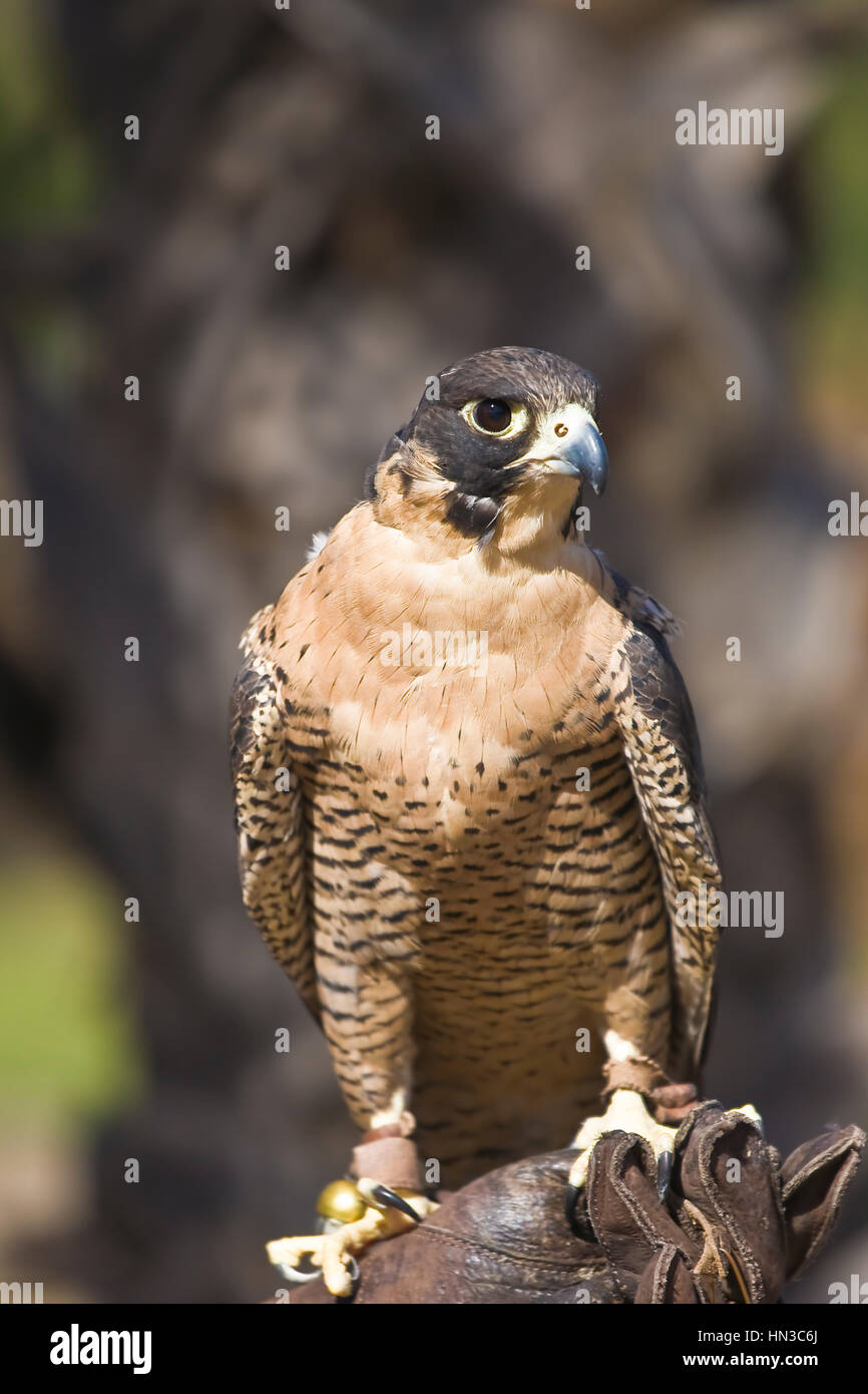 Peregrin Falcon e arroccato su falconer il guanto in pelle. Falco peregrinus è un cosmopolita rapace nella famiglia Falconidae. Si tratta di un grande e di crow-s Foto Stock