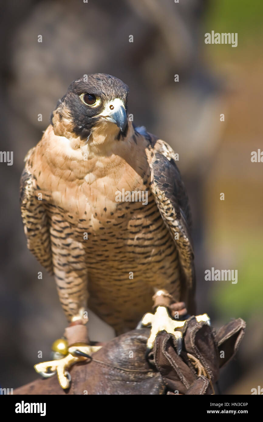 Peregrin Falcon e arroccato su falconer il guanto in pelle. Falco peregrinus è un cosmopolita rapace nella famiglia Falconidae. Si tratta di un grande e di crow-s Foto Stock