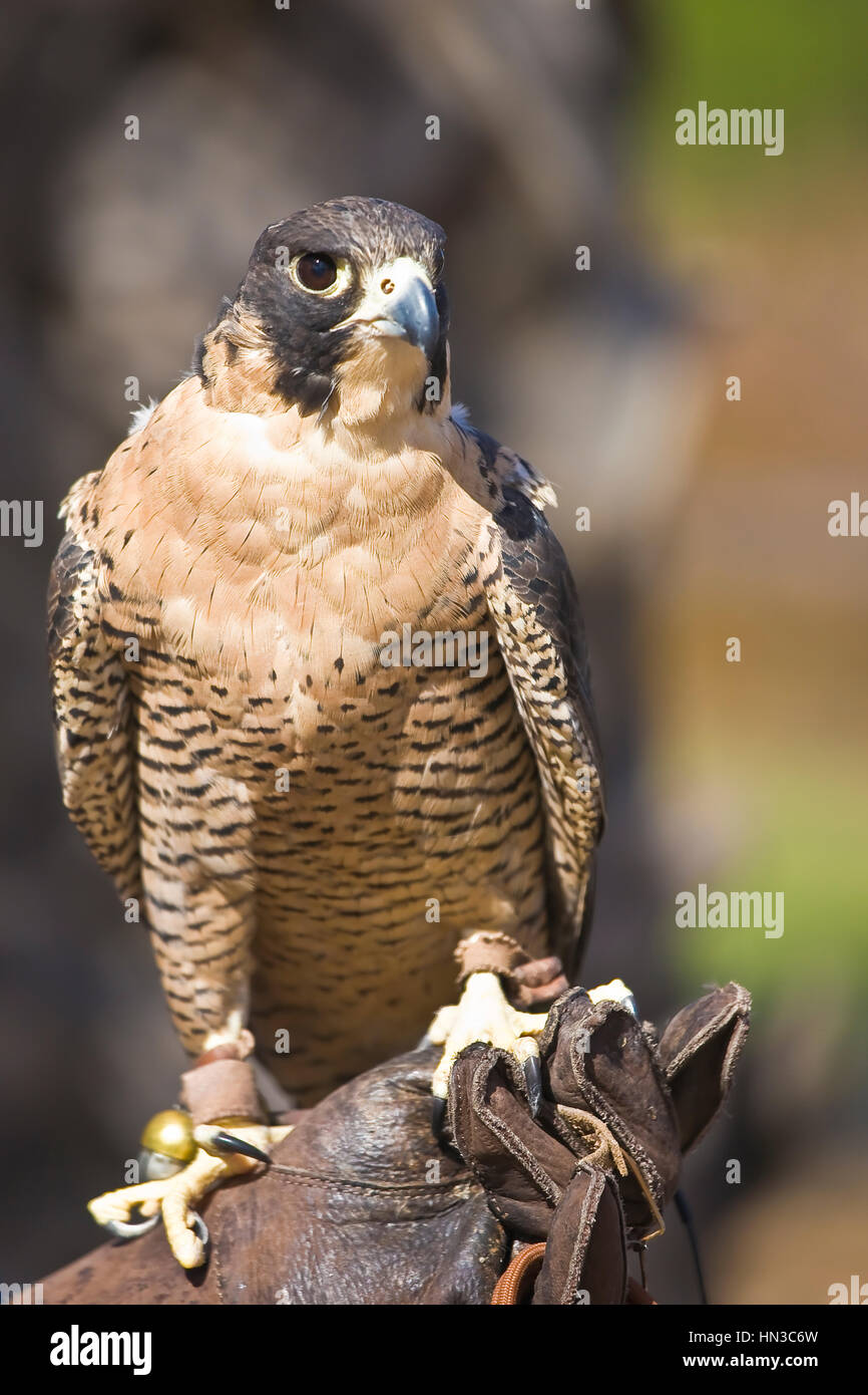 Peregrin Falcon e arroccato su falconer il guanto in pelle. Falco peregrinus è un cosmopolita rapace nella famiglia Falconidae. Si tratta di un grande e di crow-s Foto Stock