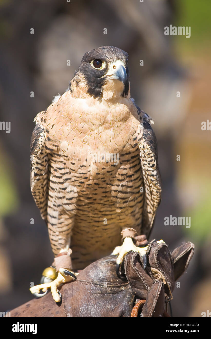 Peregrin Falcon e arroccato su falconer il guanto in pelle. Falco peregrinus è un cosmopolita rapace nella famiglia Falconidae. Si tratta di un grande e di crow-s Foto Stock