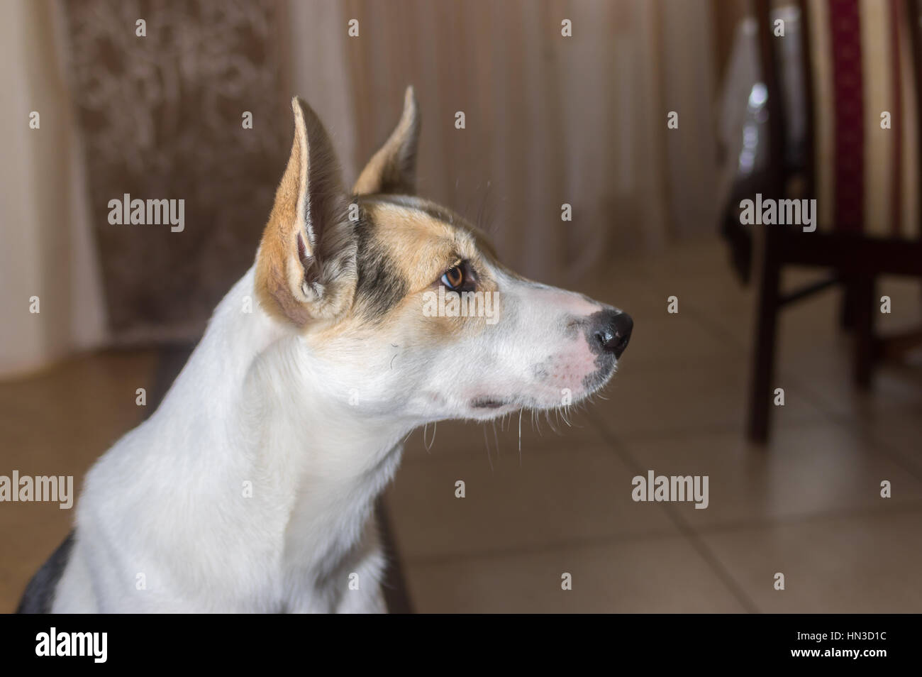 Piscina ritratto di adorabile razza mista giovane cane Foto Stock
