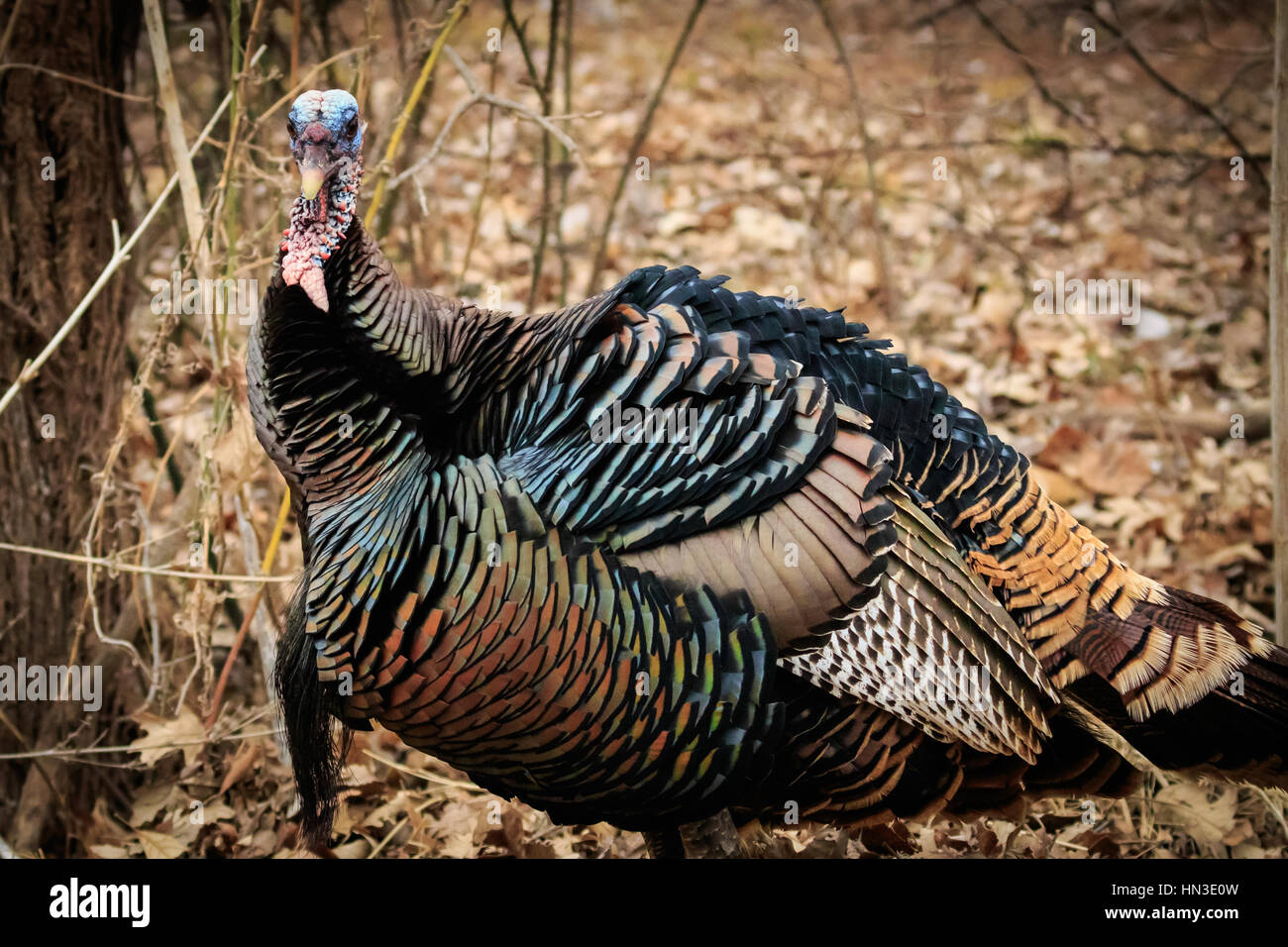 A sudovest di American Wild Turchia trovati su un paese in Oklahoma strada. Foto Stock