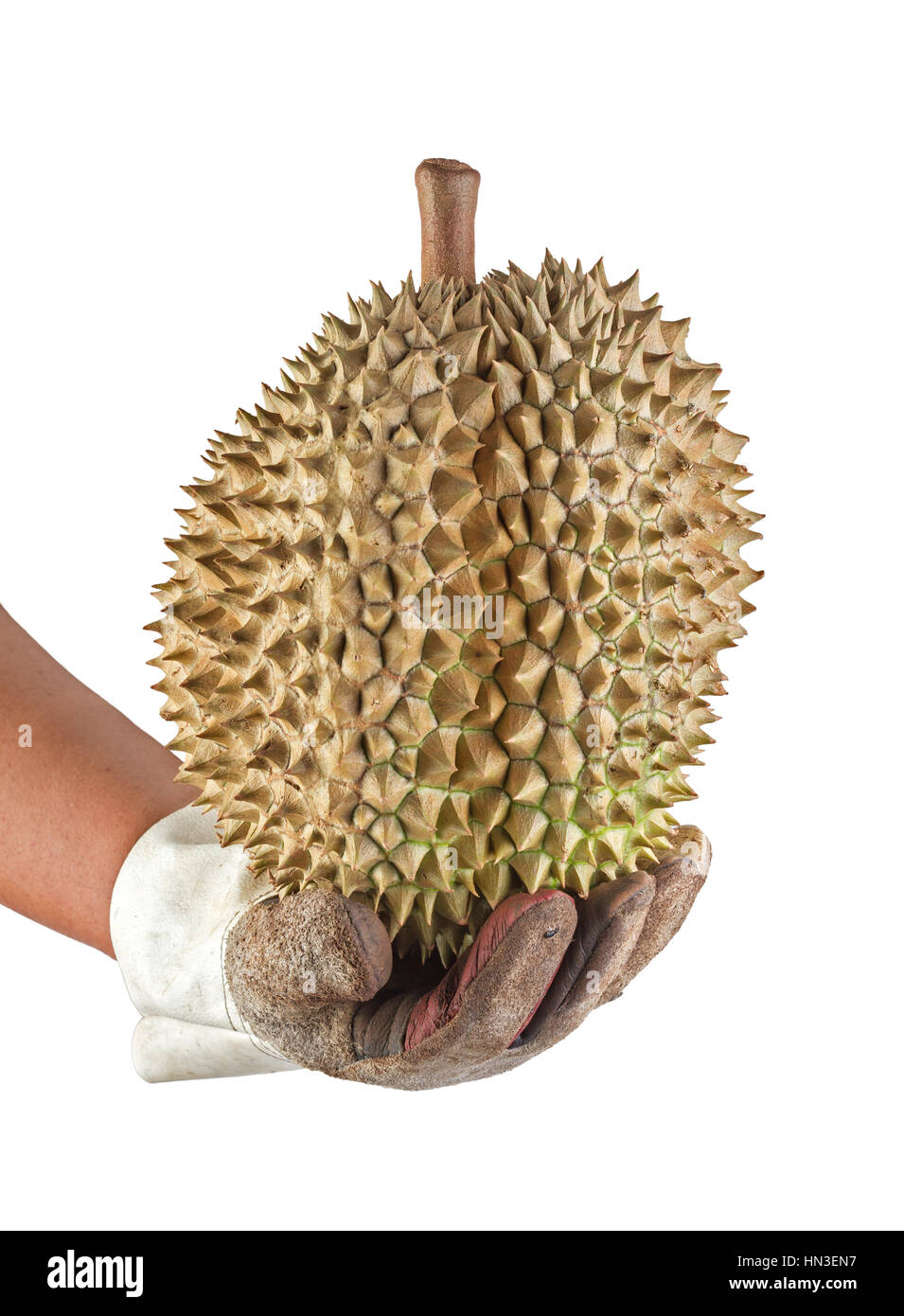 Durian marrone azienda con guanto in pelle isolati su sfondo bianco Foto Stock