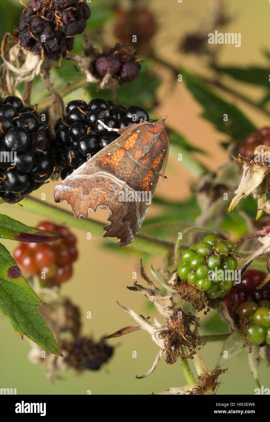 Zackeneule, Zimteule, Krebssuppe, Orangefarbene Zackeneule, Scoliopteryx libatrix, The Herald, la Découpure, Eulenfalter, Noctuidae, noctuid falene, n. Foto Stock