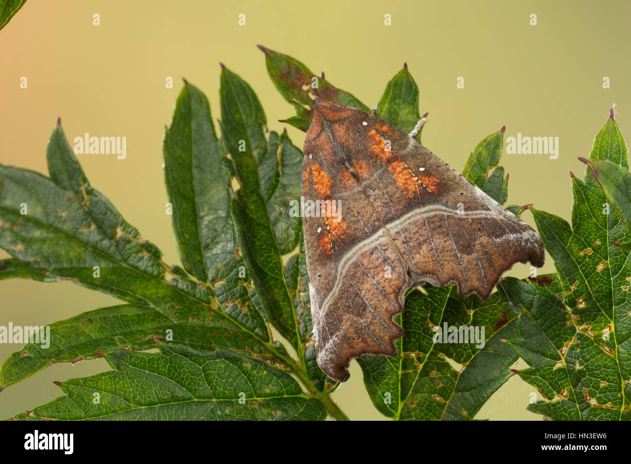 Zackeneule, Zimteule, Krebssuppe, Orangefarbene Zackeneule, Scoliopteryx libatrix, The Herald, la Découpure, Eulenfalter, Noctuidae, noctuid falene, n. Foto Stock