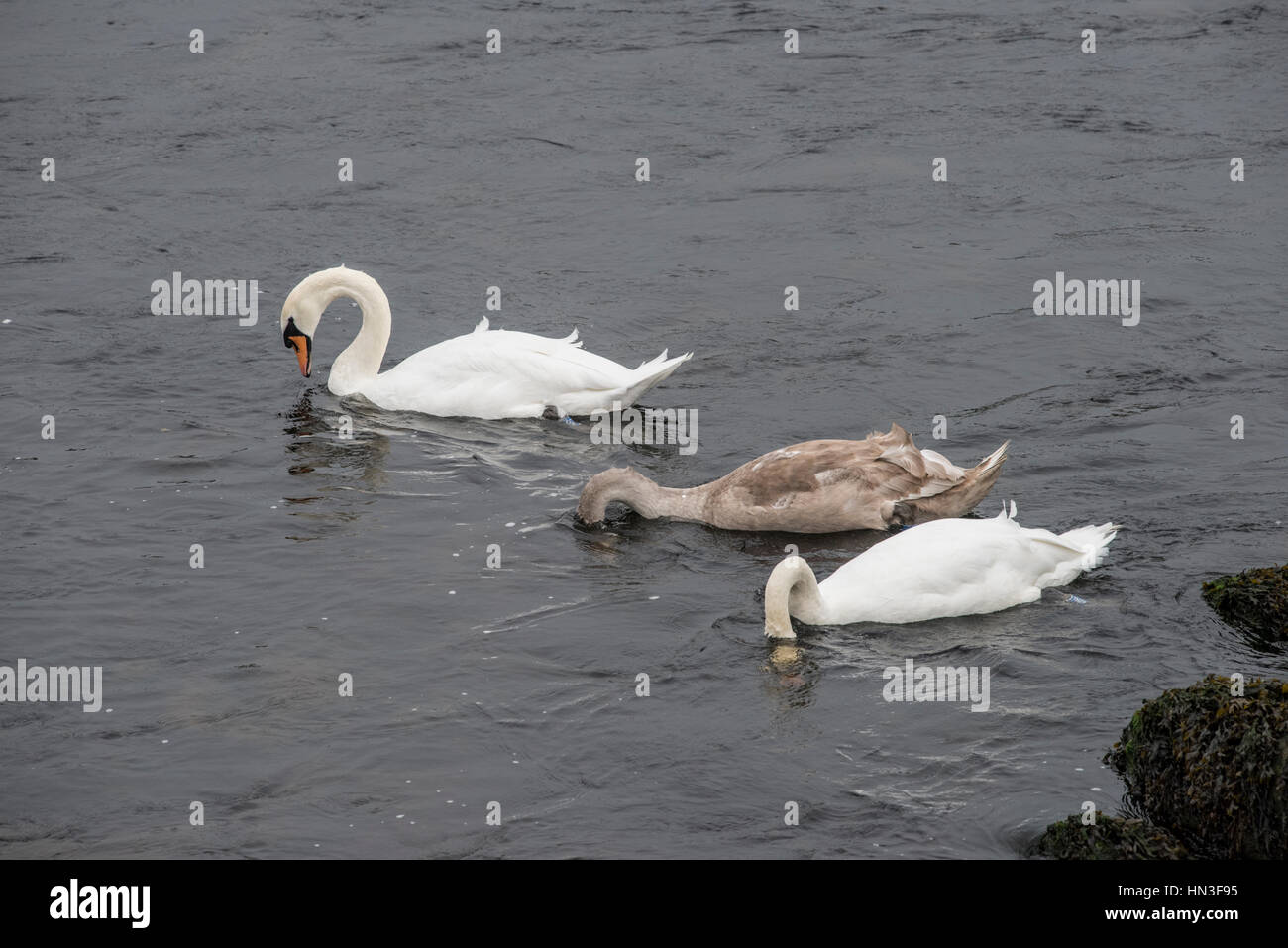 Cigni con cygnet in Aberystwyth Harbour Foto Stock