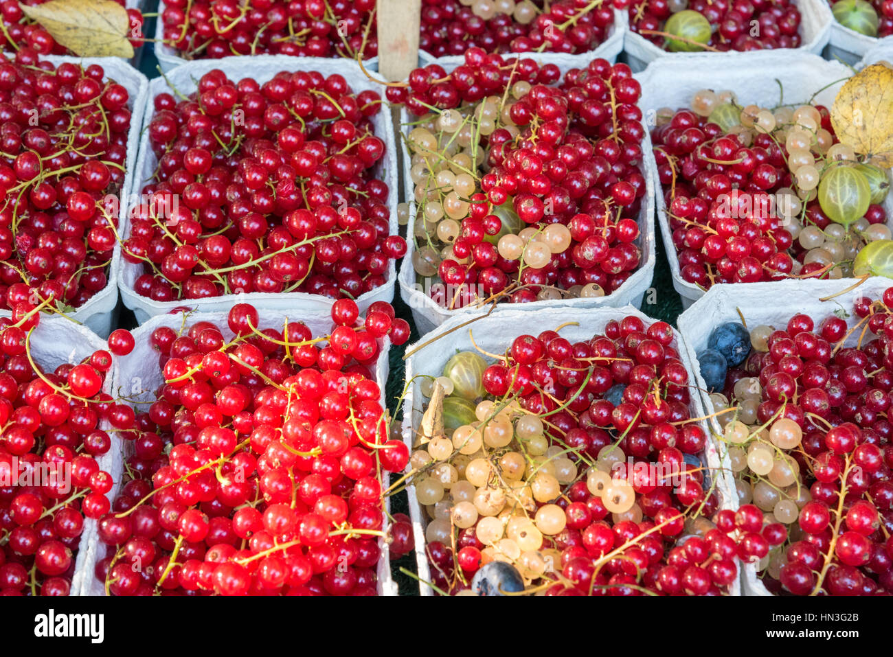 Ribes rosso bacche per la vendita su un mercato a Berlino Foto Stock