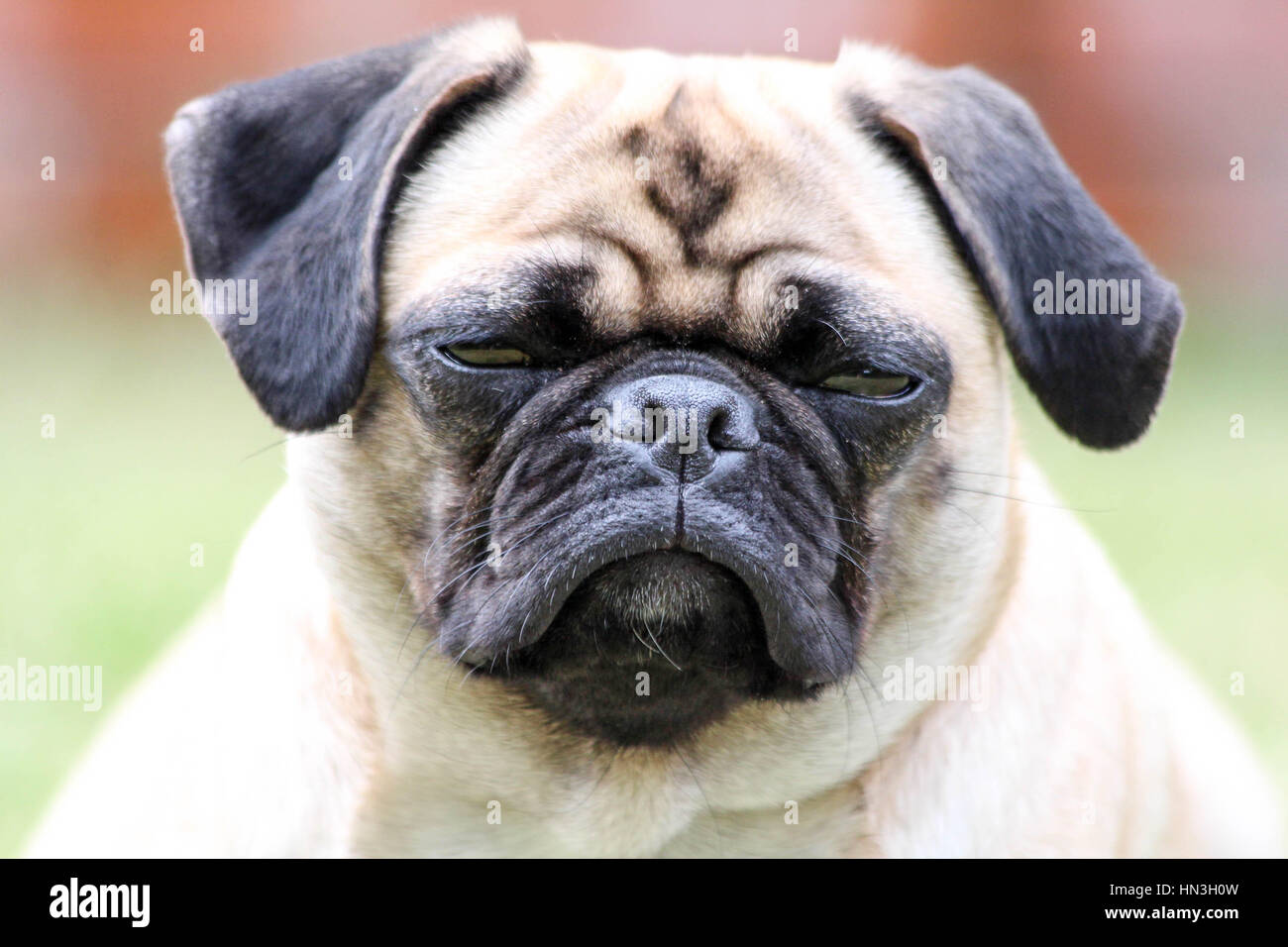 Super cute pug dog dando il suo miglior sorriso per la fotocamera Foto Stock