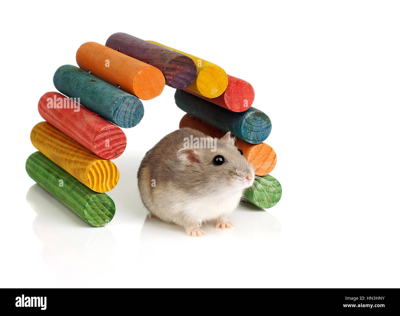 La nana bianca invernale Pet Hamster Sat da colorati arco in legno su sfondo bianco Foto Stock