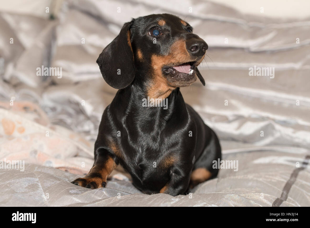 Nero e marrone liscia con capelli miniatura Bassotto cucciolo seduto sulla coperta di argento in cerca di destra e barking Foto Stock