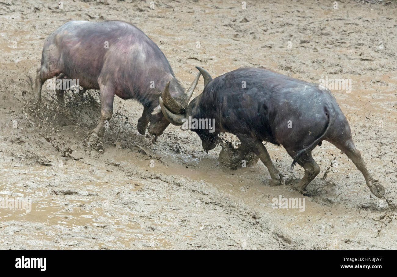 Bull lotta celebrando Lunar 3 marzo Festival canoro, Sanjiang, provincia di Guangxi, Cina Foto Stock