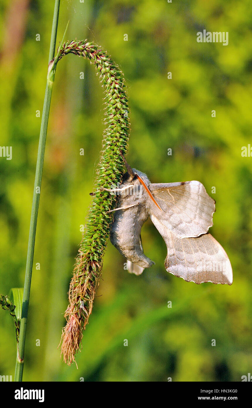 Il PIOPPO Hawk Moth, Laothoe Populi maschio in appoggio sulle sementi da prato Foto Stock