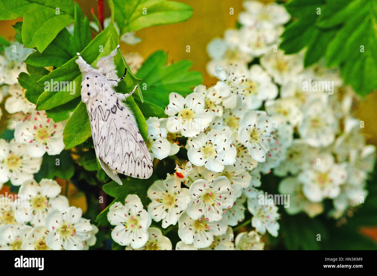 Ermellino Puss Moth Dicranura Erminea, poggia su di un albero di biancospino Foto Stock