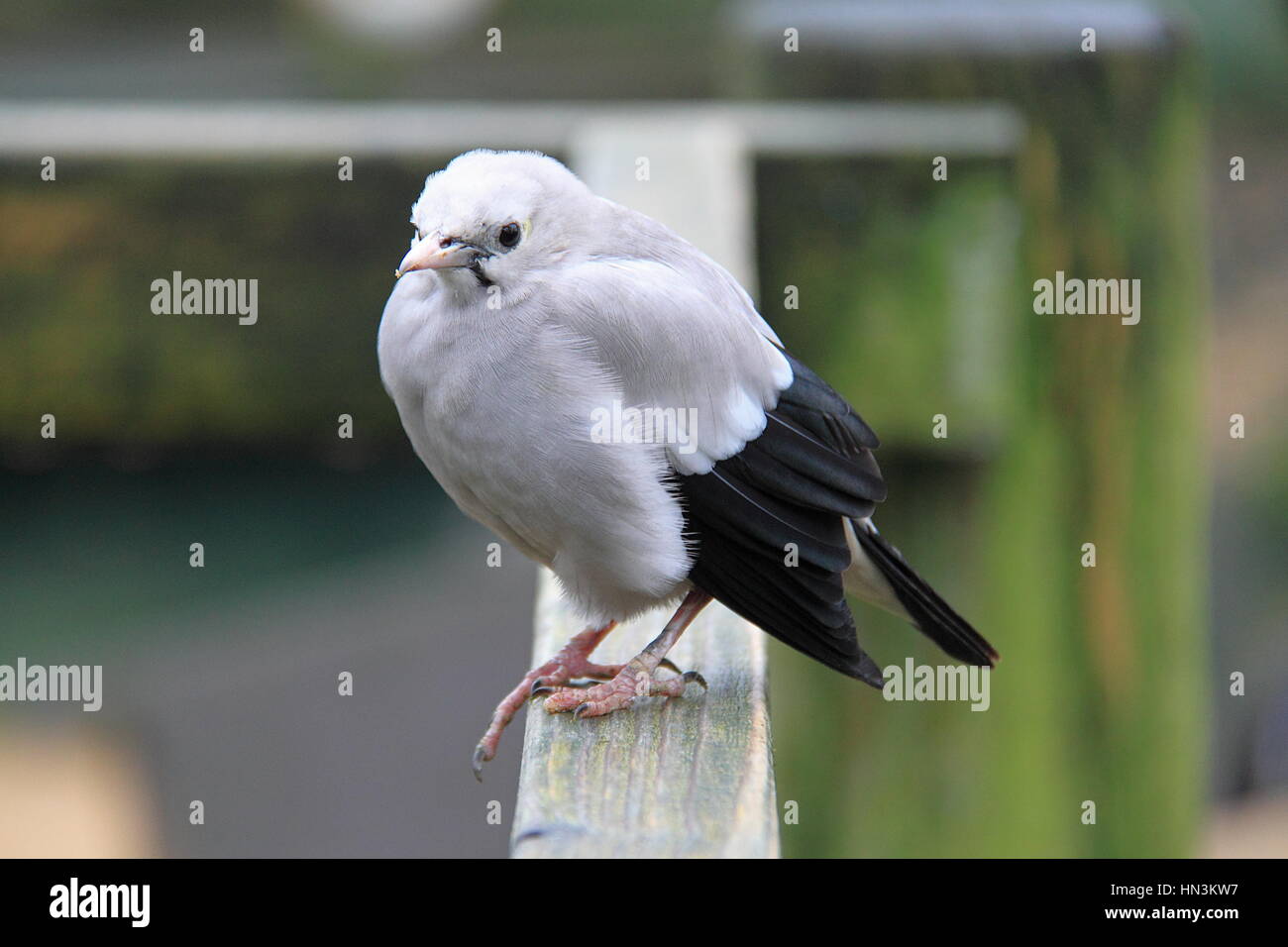 Wattled Starling (Creatophora cinerea), Birdworld, Holt Pound, Farnham, Surrey, Inghilterra, Gran Bretagna, Regno Unito Regno Unito, Europa Foto Stock