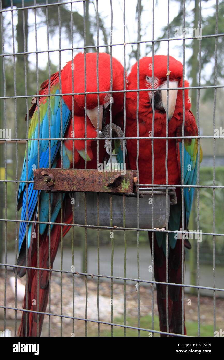 Verde-winged Macaws (Ara chloroptera), Birdworld, Holt Pound, Farnham, Surrey, Inghilterra, Gran Bretagna, Regno Unito Regno Unito, Europa Foto Stock
