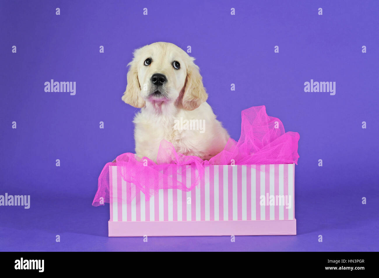 Golden Retriever cucciolo seduto in rosa scatola a strisce Foto Stock