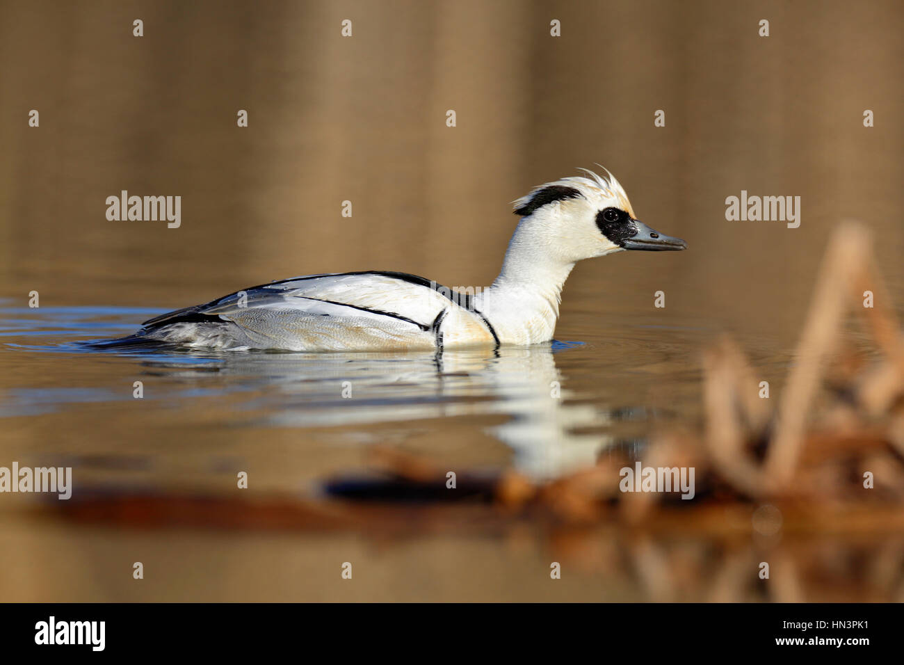 Smew (Mergellus albellus), maschio nel lago, svernamento Riserva della Biosfera dell'Elba centrale, Sassonia-Anhalt, Germania Foto Stock