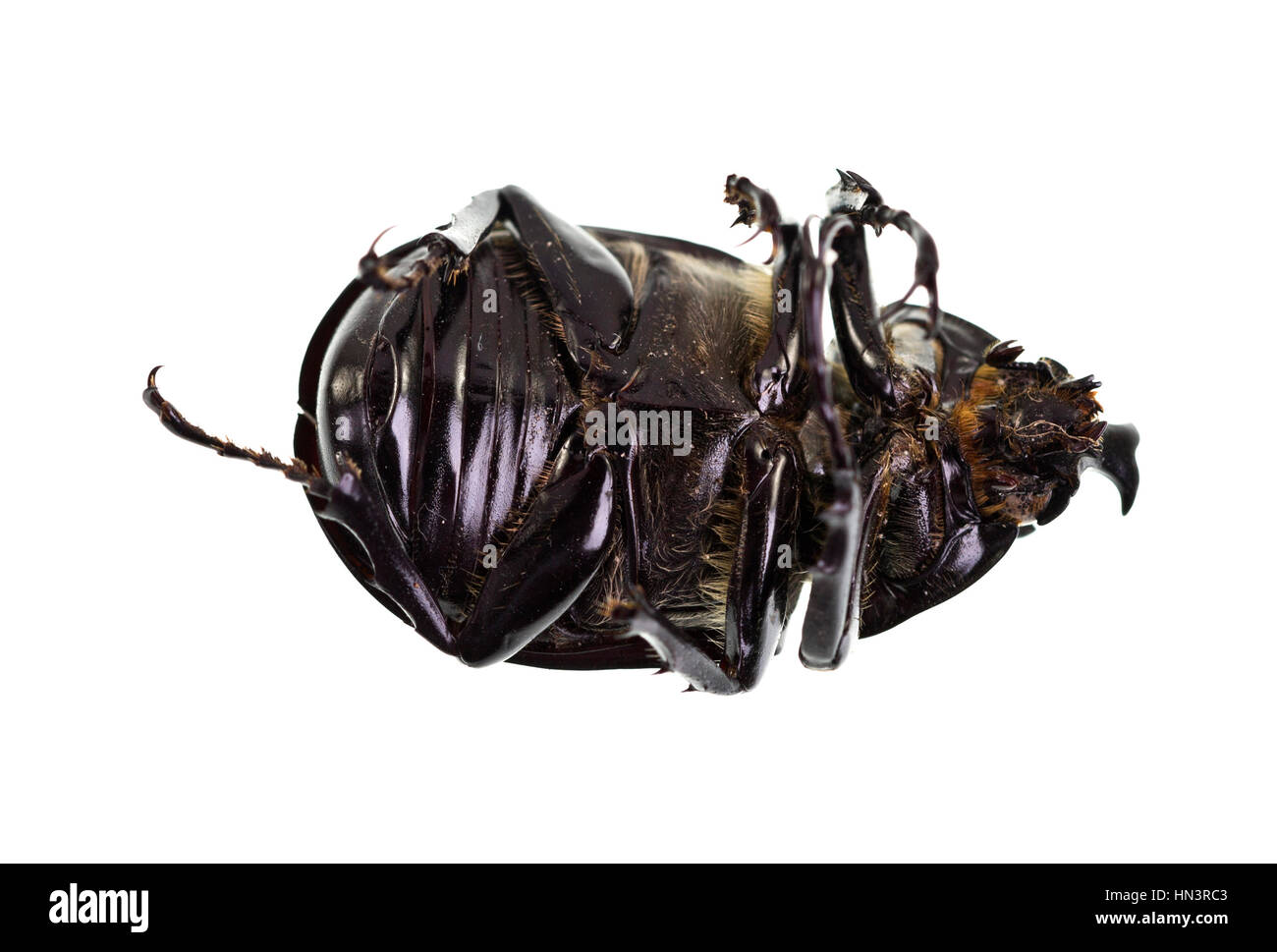 Il maschio scarabeo rinoceronte, chiamato anche Xylotrupes Ulisse, è un insetto che vive sul decadimento di materia vegetale. Foto Stock