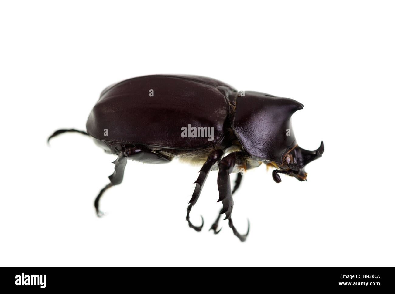 Il maschio scarabeo rinoceronte, chiamato anche Xylotrupes Ulisse, è un insetto che vive sul decadimento di materia vegetale. Foto Stock