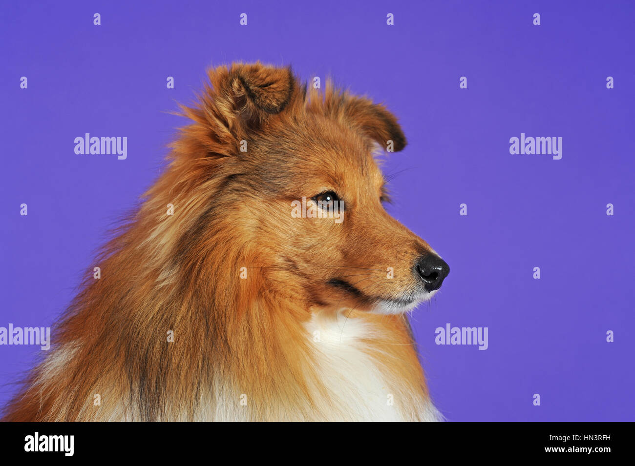 Sheltie, cane, sable, ritratto Foto Stock