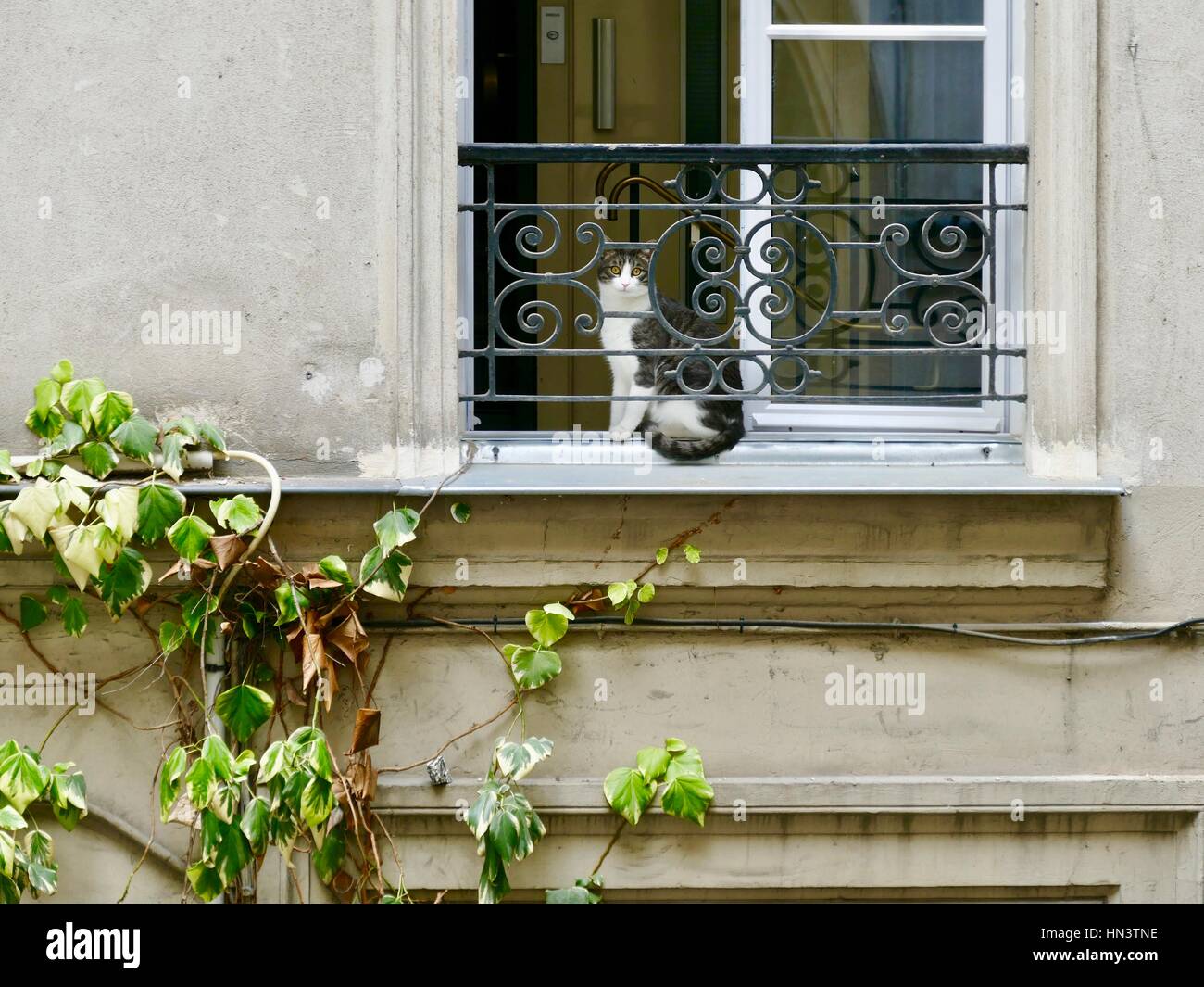 Domestico, AVVISO GATTO parigino arroccato nella finestra aperta di un edificio di appartamenti in primo arrondissement. Parigi, Francia. Foto Stock