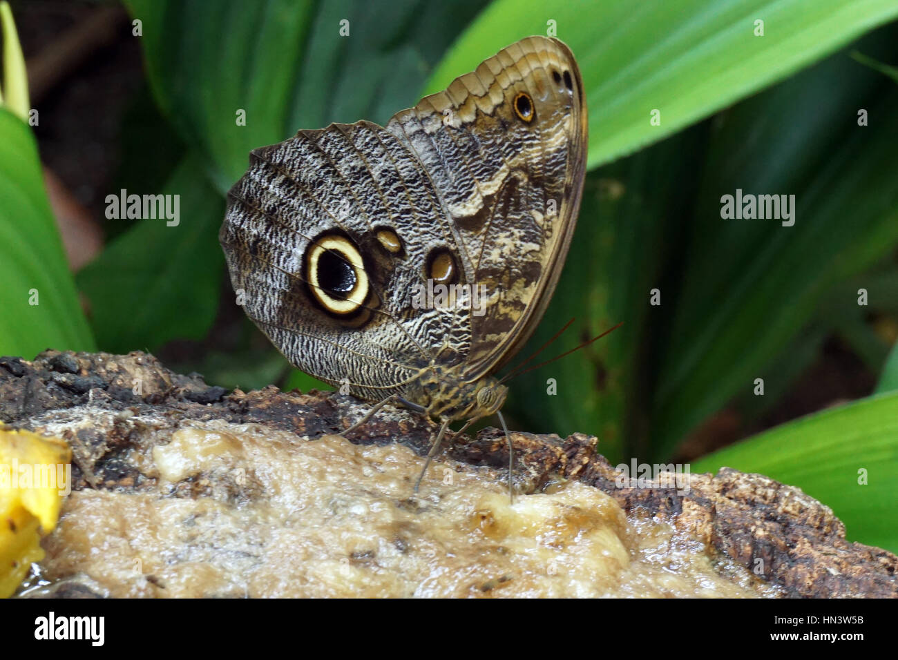 Allocco Butterfly Foto Stock