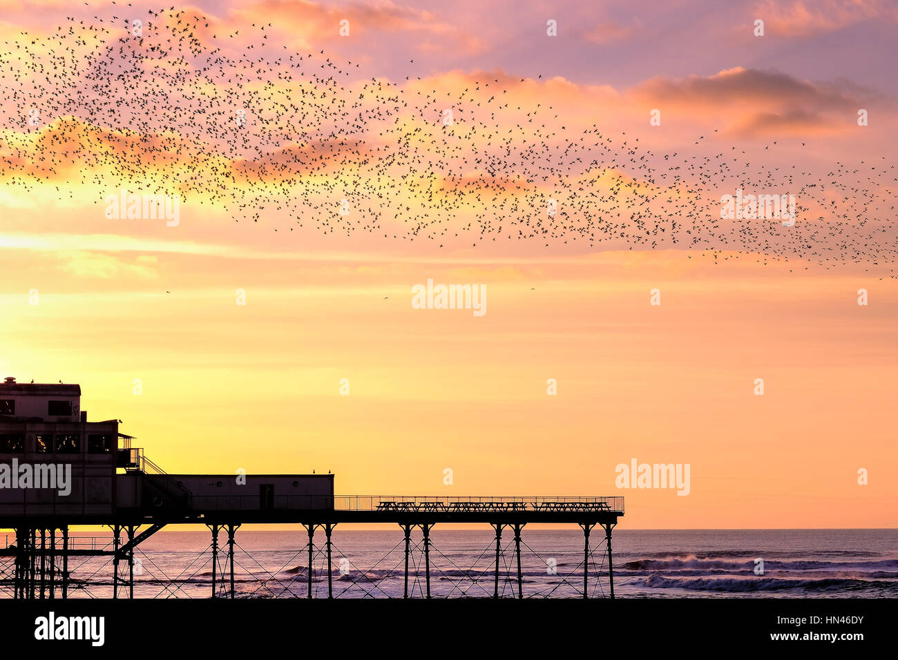 Aberystwyth, Wales, Regno Unito. 8 febbraio, 2017. Prima di stabilirsi a roost per tutta la notte sotto Aberystwyth Pier, migliaia di storni danza contro un pastello del tramonto, al termine di una splendida primavera- come giorno. Credito: Alan Hale/Alamy Live News Foto Stock