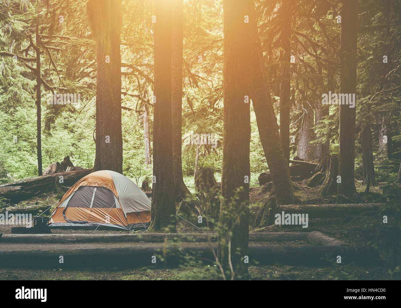Tende da campeggio nel deserto di foresta. Camping Tema Foto Tende da campeggio nel deserto di foresta. Camping Tema Foto