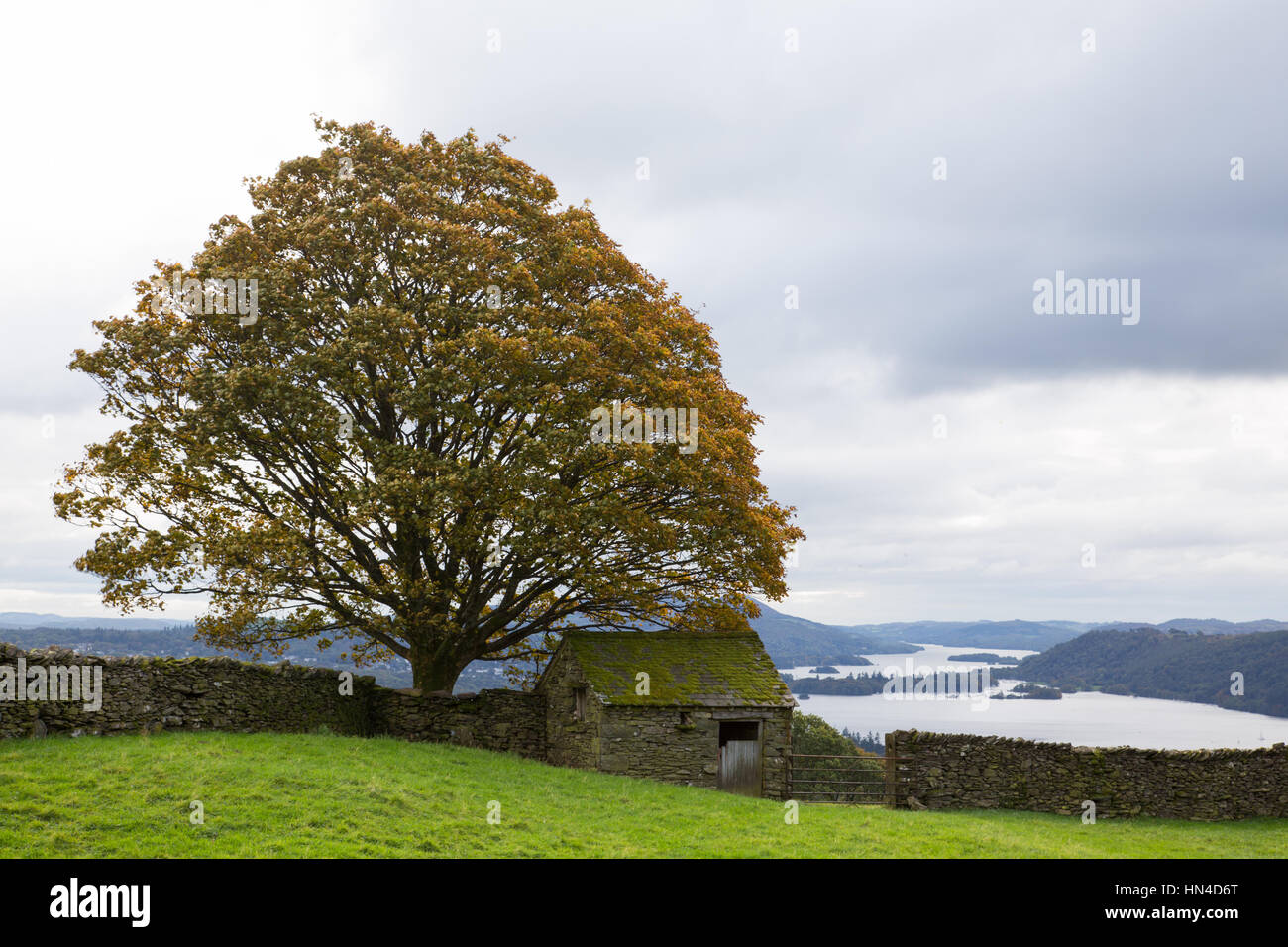 Un capannone di pietra sotto un albero sulle colline sopra Windermere nel Lake District Foto Stock