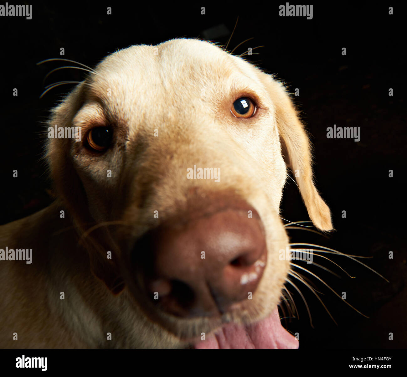 Divertente ritratto di retriever cane isolato su nero Foto Stock