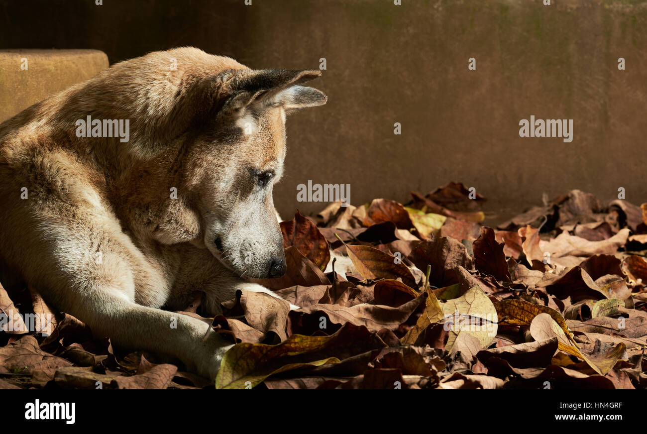 Il cane pastore dormire nel parco lascia a secco Foto Stock