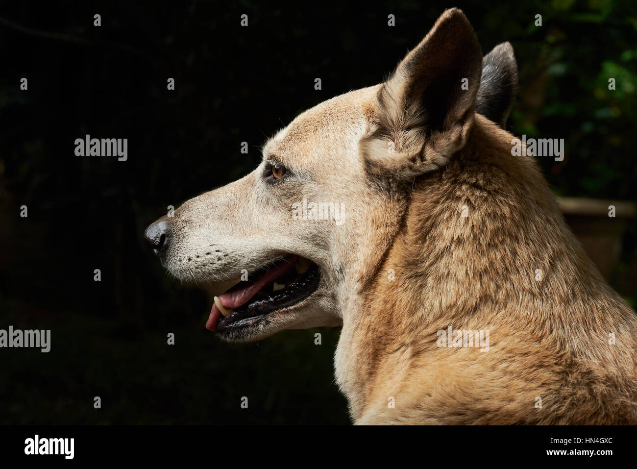 Profilo del cane pastore isolato su sfondo nero Foto Stock
