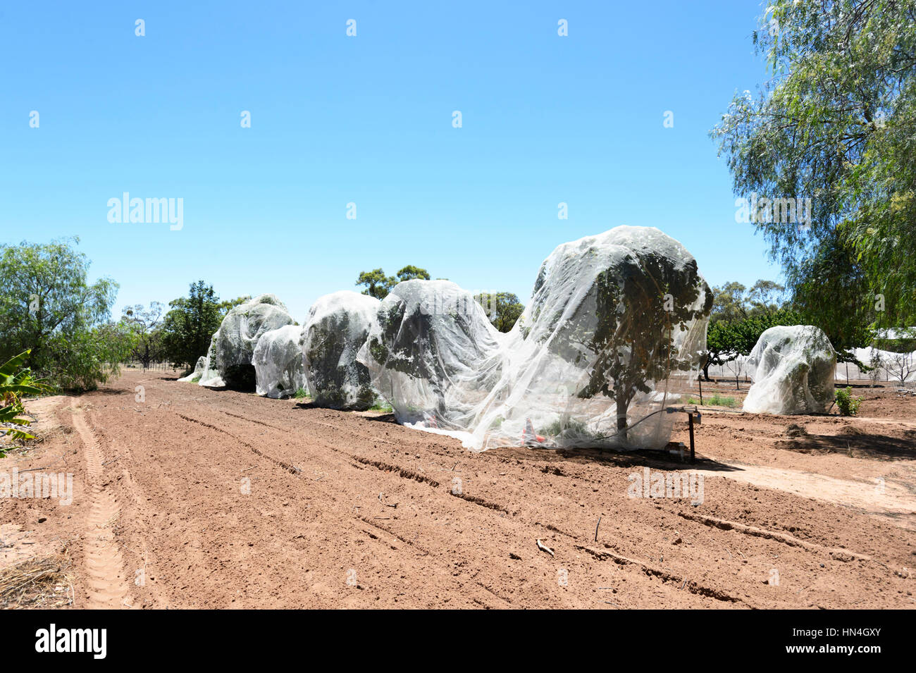 Gli alberi di agrumi con reti proteggendoli da uccelli, stazione Bindara, Nuovo Galles del Sud, Australia Foto Stock