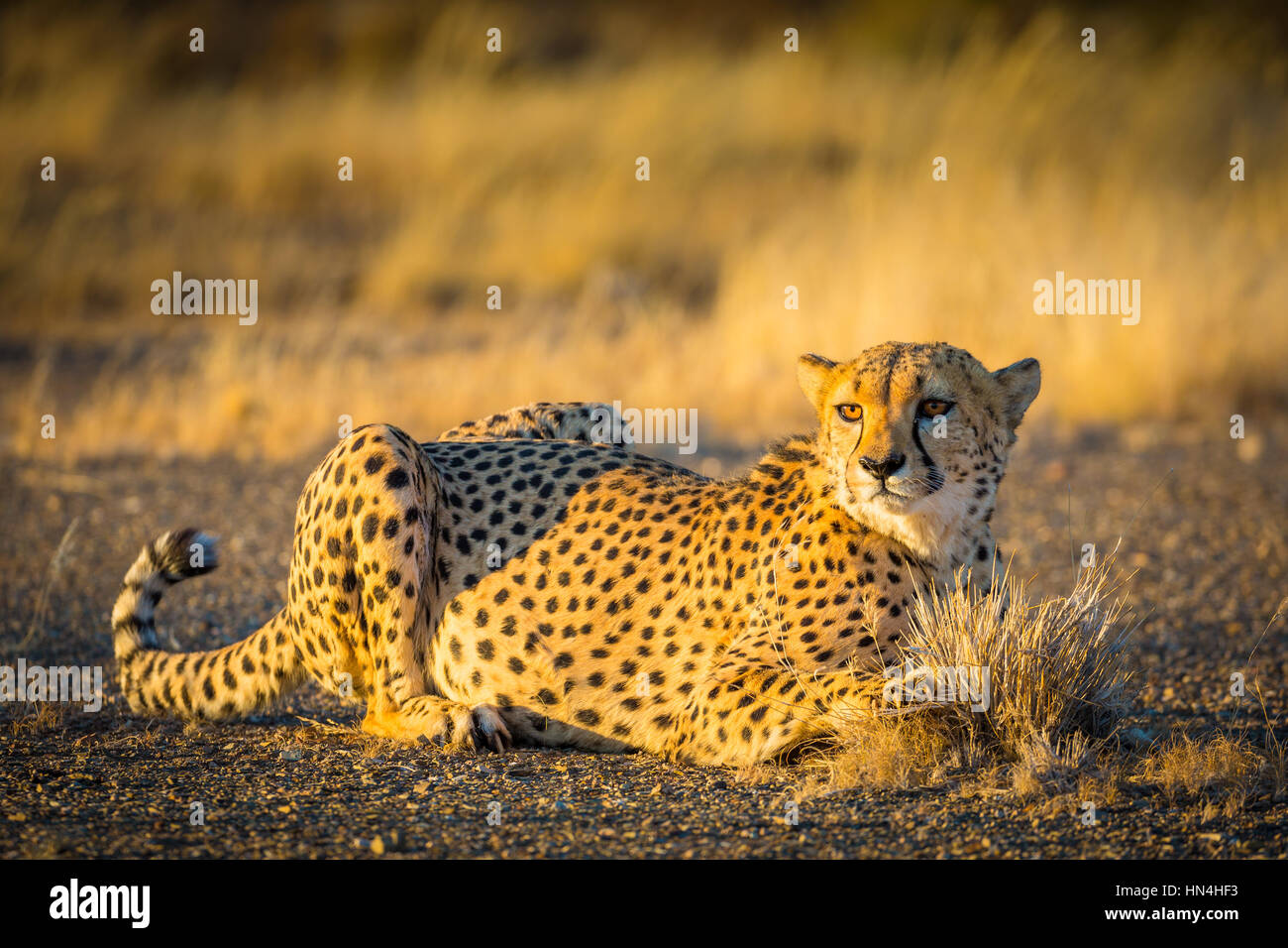 Il ghepardo (Acinonyx jubatus), noto anche come la caccia leopard è un gatto grande che si verifica principalmente in Africa orientale e meridionale. Foto Stock