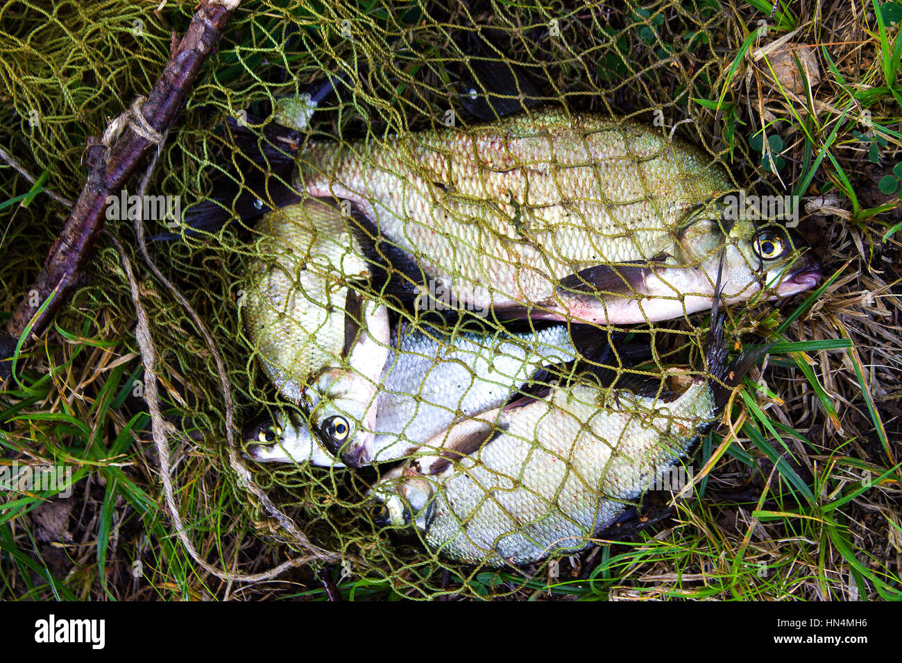 Pesci i pesci castagna, un fermo su un gancio pesce Foto Stock