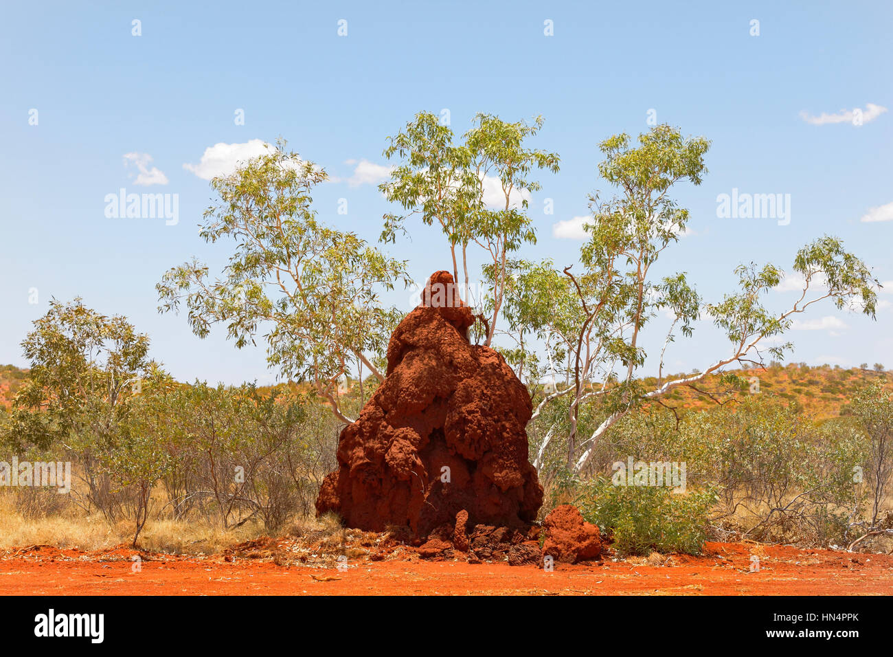 Spinifex Termite nido, Pilbara, Western Australia. Foto Stock