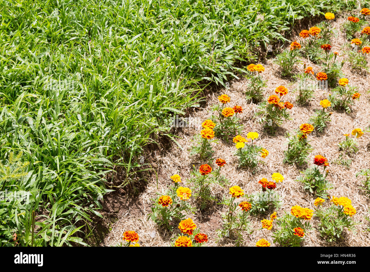 Tagete francese (Tagetes patula), la piantina in giardino, sul letto di fiori, con tinte di telone lungo il campo in erba, Campos do Jordao, SP, Brasile Foto Stock