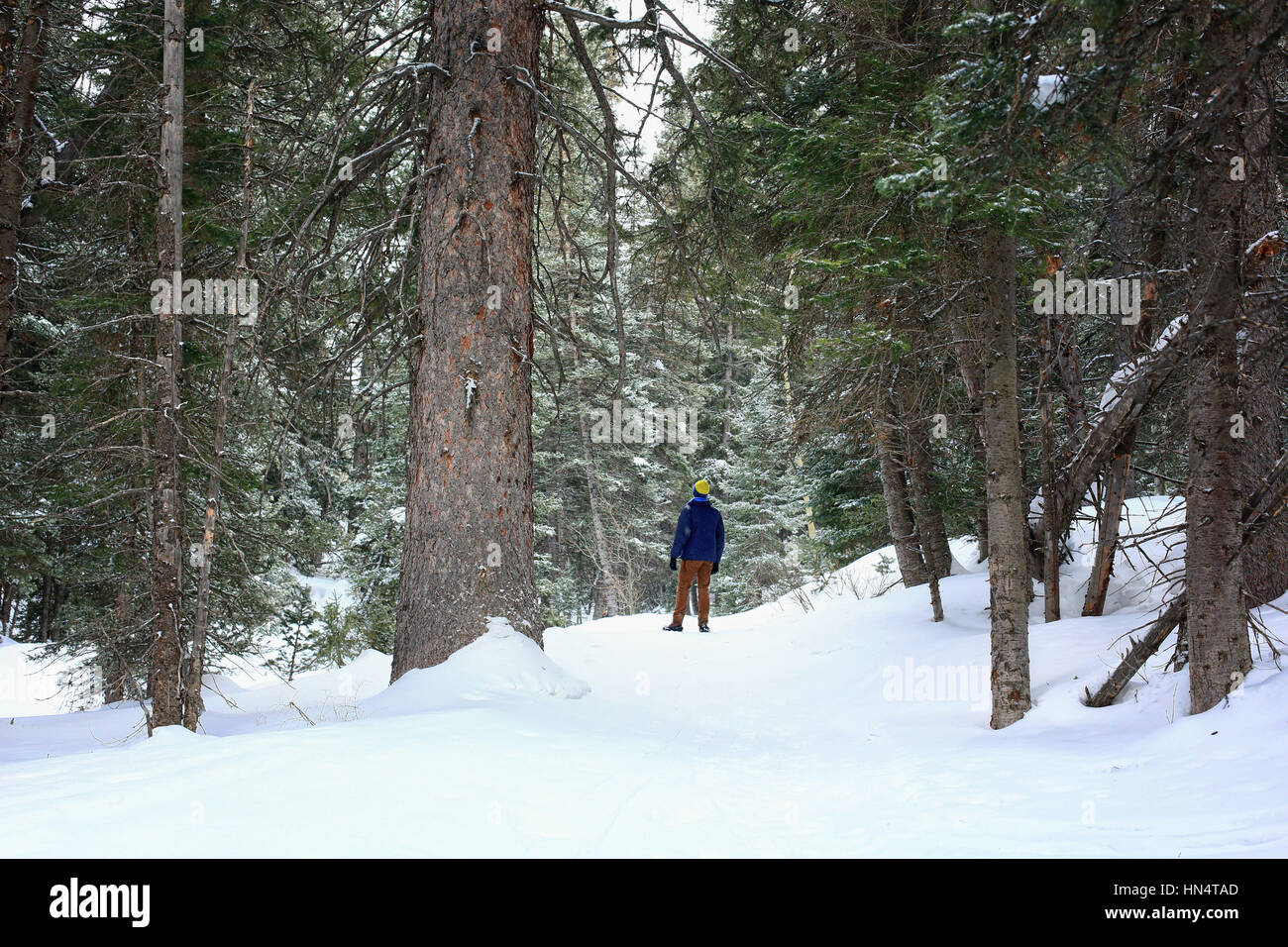 Un uomo solitario sorge nei boschi innevati di grandi pioppi neri americani Canyon dello Utah vicino a Salt Lake City. È inverno e c'è neve in primo piano. Foto Stock Un uomo solitario sorge nei boschi innevati di grandi pioppi neri americani Canyon dello Utah vicino a Salt Lake City. È inverno e c'è neve in primo piano. Foto Stock