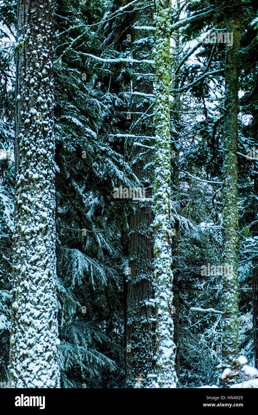 La natura dell'isola di Vancouver - grande abete con neve 2. Foto Stock