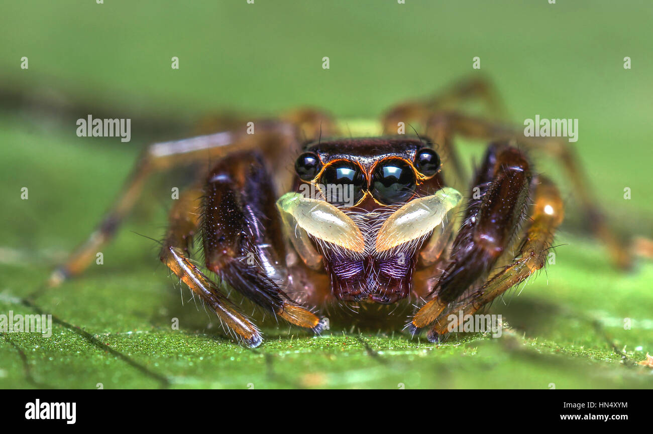 Macro estreme di ragni con amqazing colori e sharpeness Foto Stock