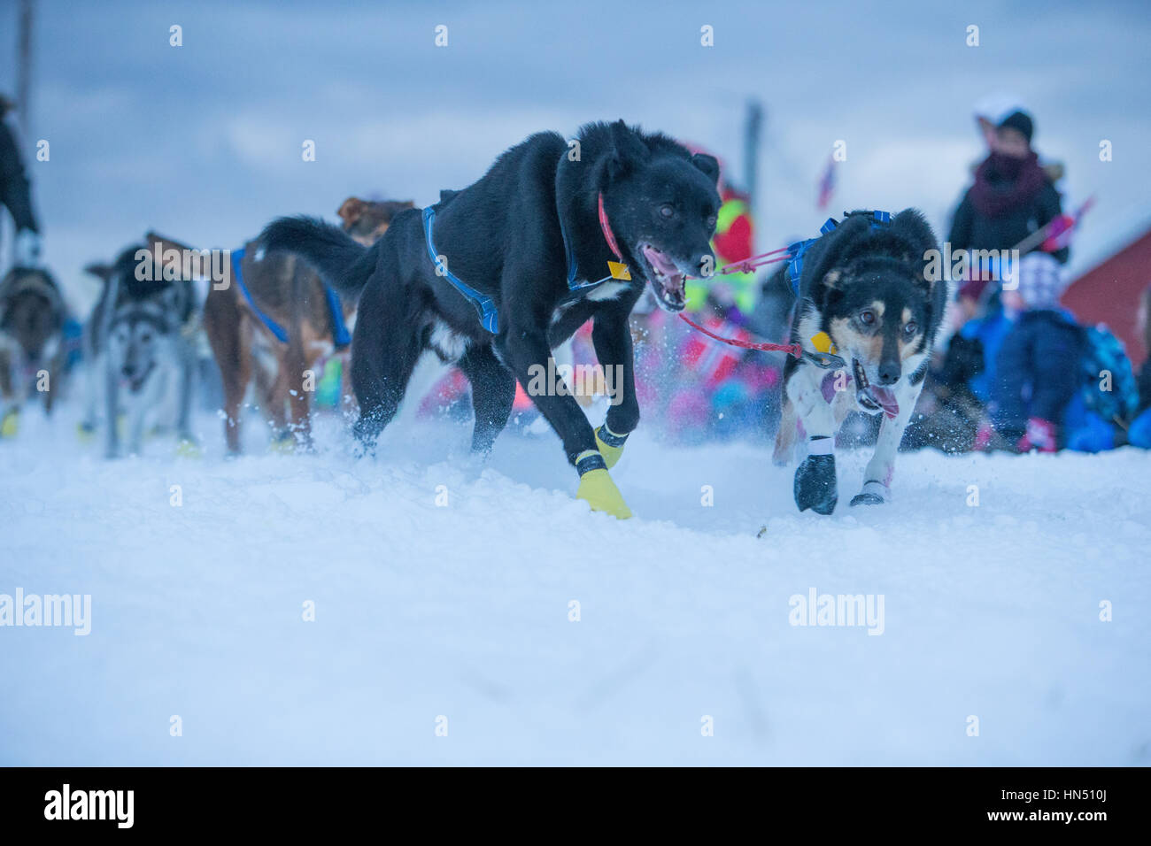 - Vadsø, Norvegia, 2 febbraio. 2017 - Bergebyløpet N70 ©Samuel Bay/VTHK Foto Stock