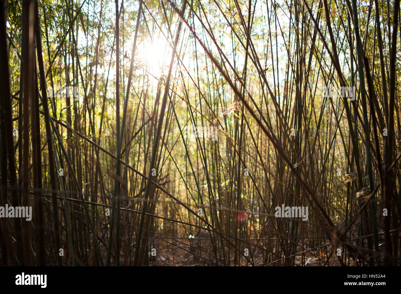 Foresta di Bamboo in Laos Foto Stock