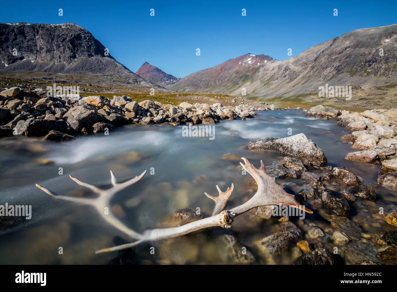 La renna corna nel paesaggio norvegese Foto Stock