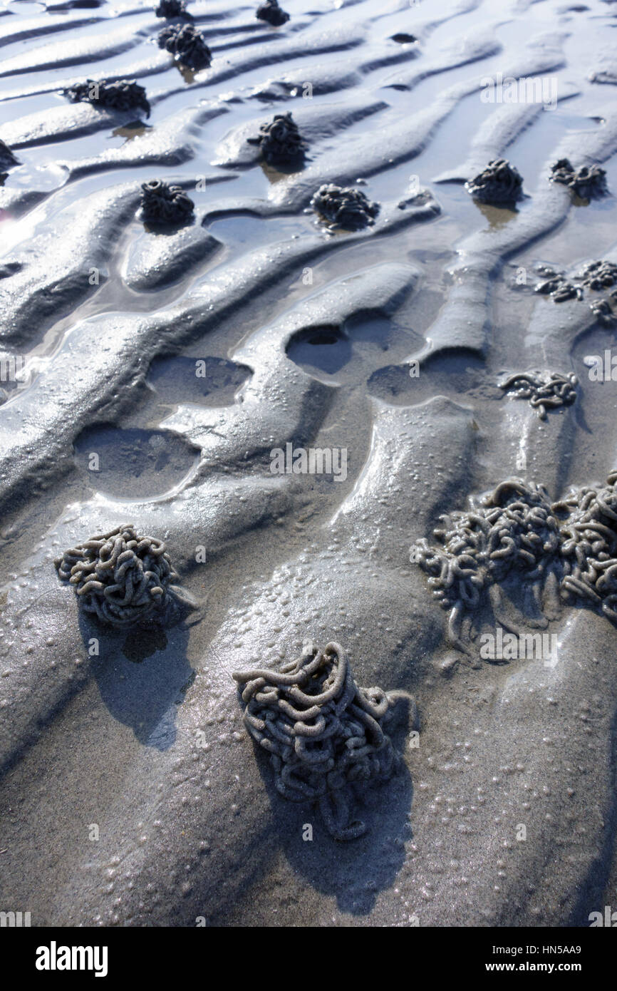 (Lugworm Arenicola marina) getta a bassa marea, West Wittering, West Sussex, in Inghilterra, Regno Unito Foto Stock