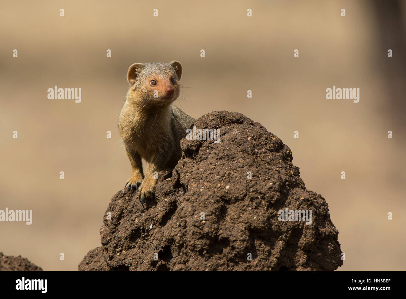 La mangusta nana in piedi su un termite mound in cui l'animale burrows vivono qui Foto Stock