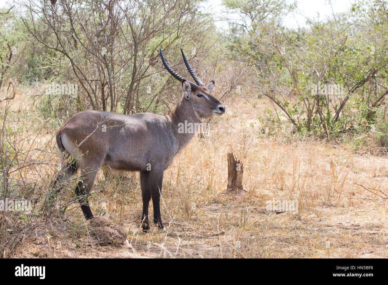 Waterbuck maschio in piedi nel centro della bussola nella savana bush Foto Stock