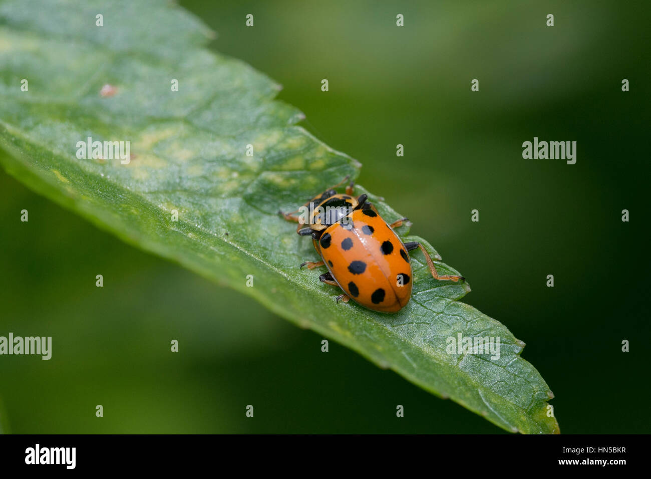 13-spot Ladybird (Hippodamia tredecimpunctata) Foto Stock