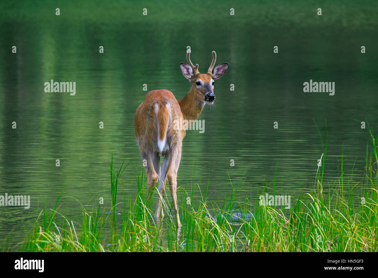 Culbianco cervi / white-tailed deer (Odocoileus virginianus), Young Buck con corna coperta in velluto in acque poco profonde del lago, Canada Foto Stock
